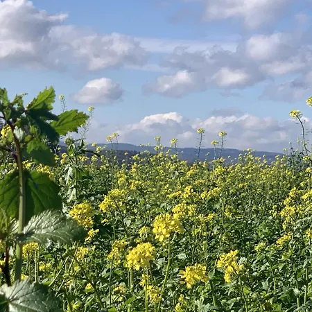 1 Mit Bad Ohne Kueche, 1 Person, 15 Qm, Direkt An Der Aach アパート ジンゲン